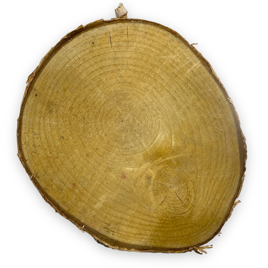 خشب جذع شجرة شكل دائري للاعمال الفنية BST